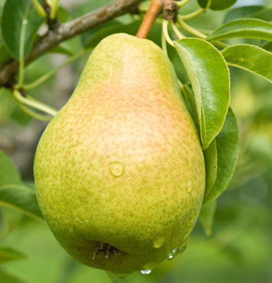 Bartlett Pear