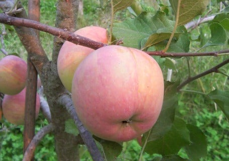 Red Fuji Apple