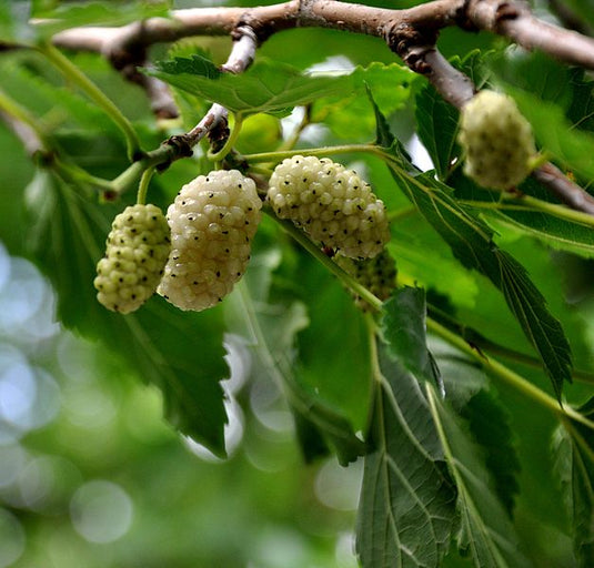 Big White Mulberry