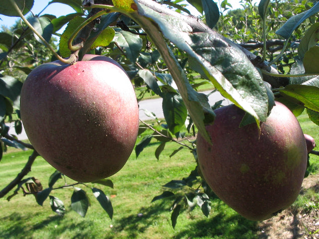 Load image into Gallery viewer, Black Gilliflower Apple