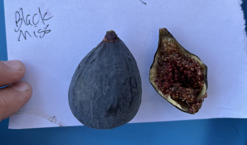 Load image into Gallery viewer, Black Mission Fig