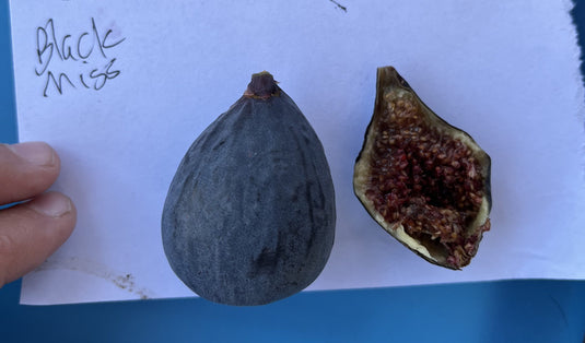 Black Mission Fig