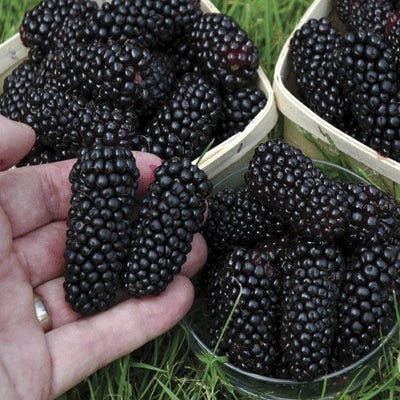 Black Butte Blackberry