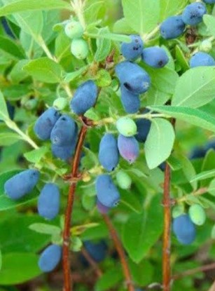 Blue Pagoda™ Honeyberry