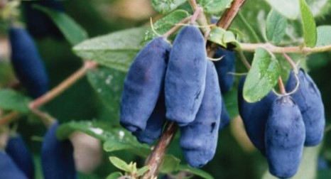 lonicera blue velvet Blue Velvet™ Honeyberry