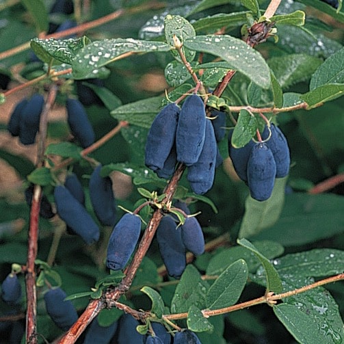 Blue Lightning™ Honeyberry