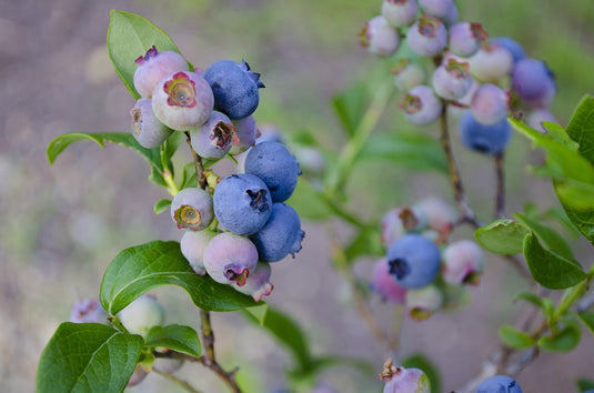 Blueray Blueberry