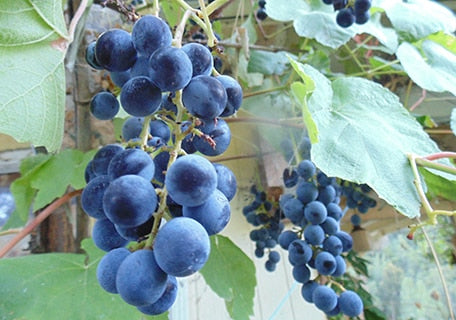 Load image into Gallery viewer, Buffalo Grape