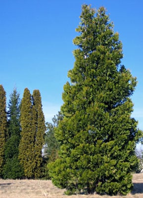 Incense Cedar (Calocedrus decurrens)