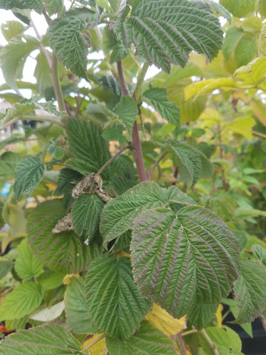 Canby Raspberry