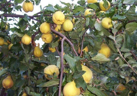 Aromatnaya Quince