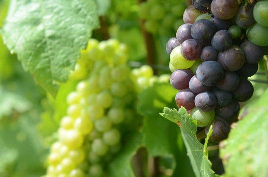 Champagne Seedless Grape