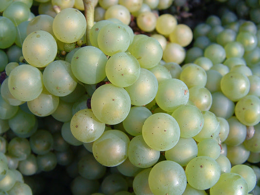 Chardonnay Grape