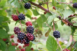 Cherokee Blackberry