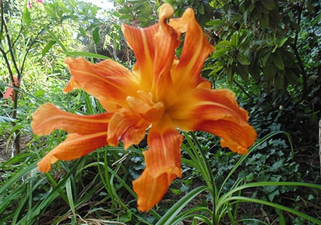 Citron Daylily (Hemerocallis citrina)