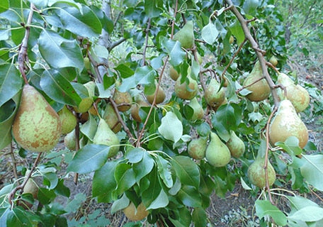 Conference Pear