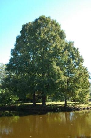 Montezuma Cypress (Taxodium mucronatum)