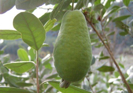 Nazemetz Pineapple Guava