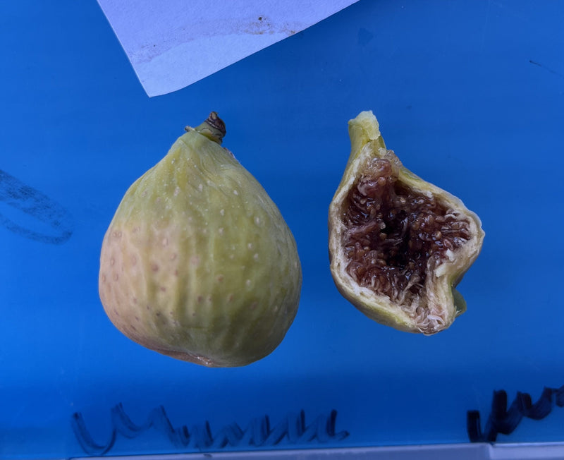 Load image into Gallery viewer, Desert King Fig