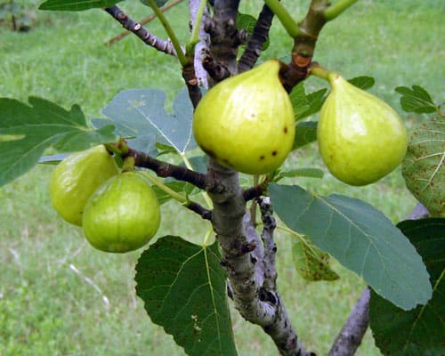 Ischia White Fig