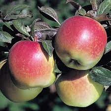 Load image into Gallery viewer, Anna Apple