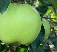 Load image into Gallery viewer, Hawaii Apple