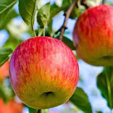 Load image into Gallery viewer, Auvil Early Fuji® Apple