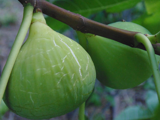 Long Season Gourmet Fig Collection