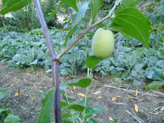 Shanxi Li Jujube (Ziziphus jujuba)