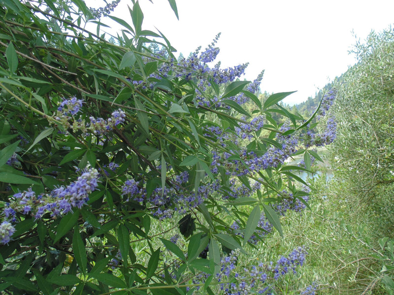 Load image into Gallery viewer, Vitex