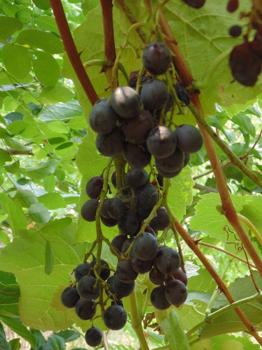 Alden Grape (Vitus lubrusca hybrid)(New York 13035)