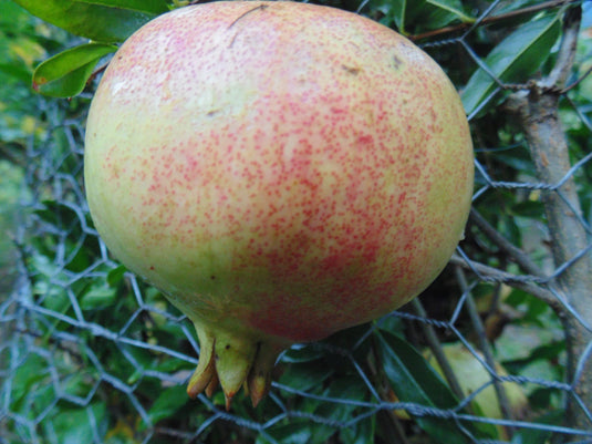 Ambrosia Pomegranate