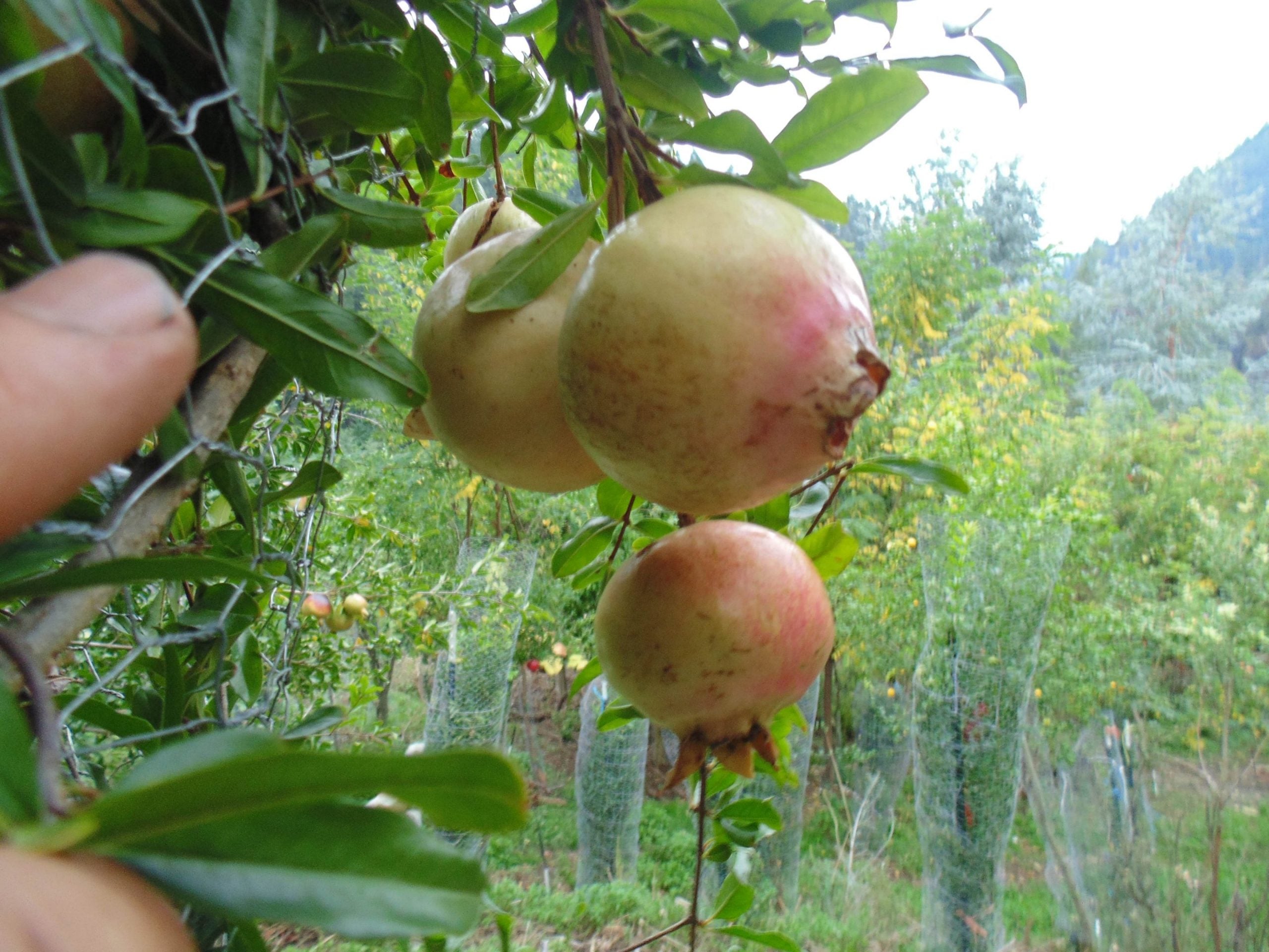 Ultimate Sweet Soft Seeded Gourmet Plant Pomegranate Collection