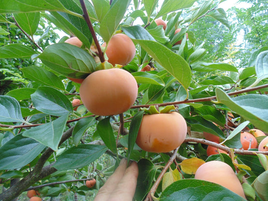 Fuyu Jiro Maekawa Persimmon