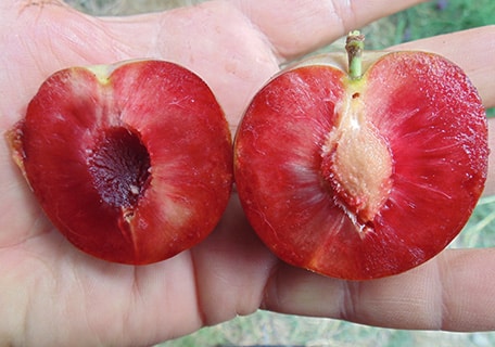 Scionwood of Plum - Elephant Heart