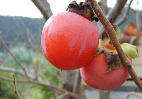 Honan Red Persimmon