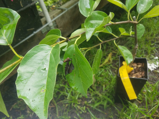 Female Che, Chinese Mulberry