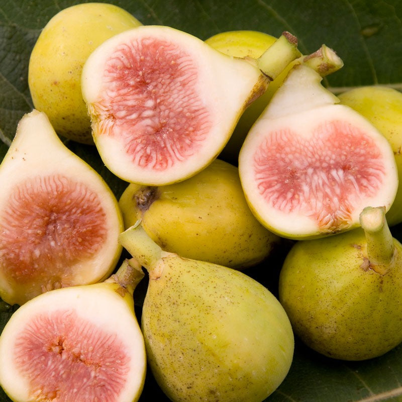 Load image into Gallery viewer, Peter's Honey (Rutara) Fig