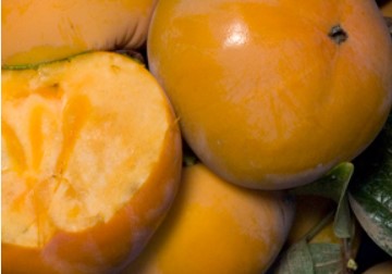 Fuyu Imoto Persimmon