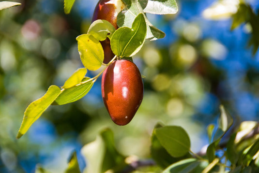 GA-866 Jujube (Ziziphus jujuba)