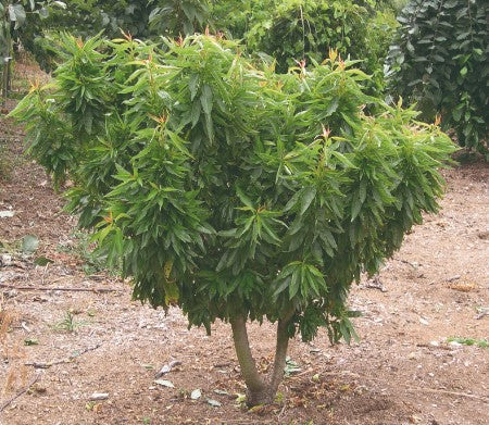 Garden Prince Dwarf Almond
