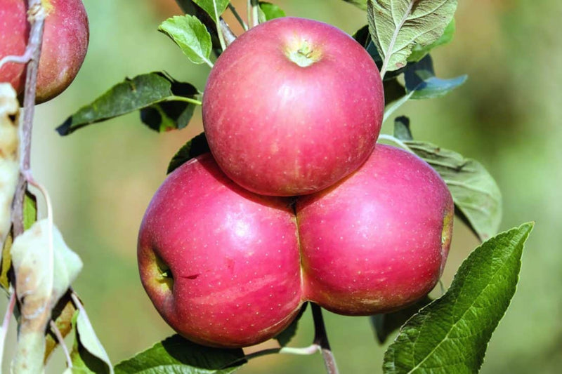 Load image into Gallery viewer, Garden Delicious Dwarf Apple