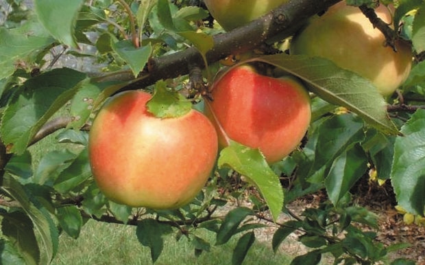 Load image into Gallery viewer, Gordon Apple