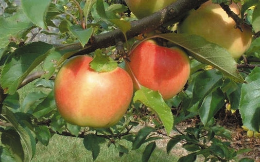 Gordon Apple