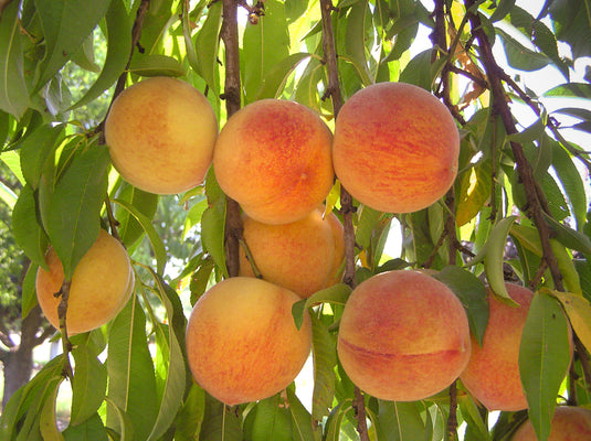 Halehaven Peach