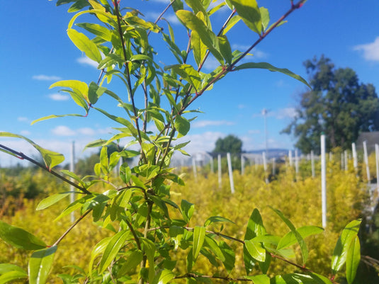 Hotuni Zigar Pomegranate