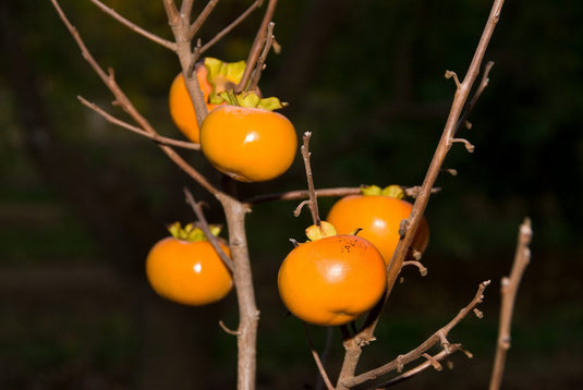 Izu Persimmon