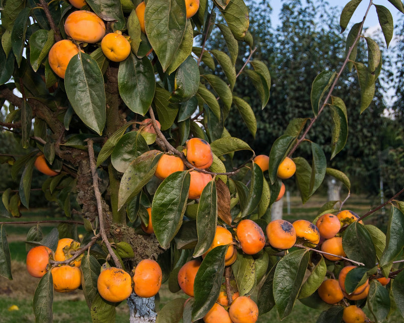Load image into Gallery viewer, Izu Persimmon