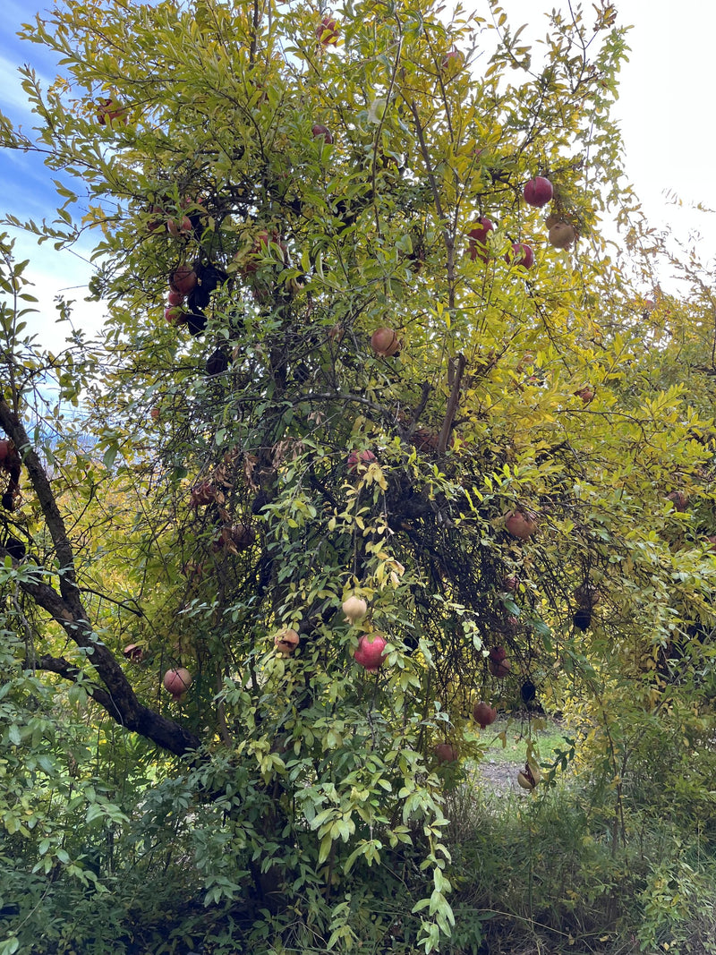 Load image into Gallery viewer, Kaim-anor Pomegranate