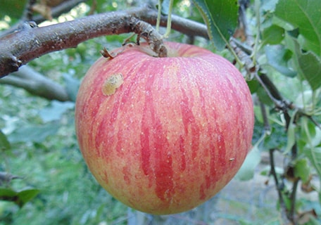 King Apple